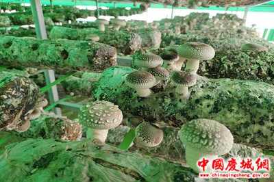 甘肅慶城:&ldquo;香菇&rdquo;棚里種出&ldquo;好錢景&rdquo;